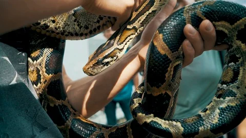 Male tourist holds a Burmese Python as the python wraps itself around his arms 動画素材 87498616