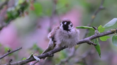 Male tree sparrow on a branch Video stock 334886720