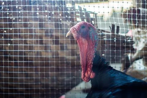 Male turkey in a farm. Stock Photos