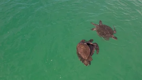 Male turtle intruding while 2 are actively mating 動画素材 330210733