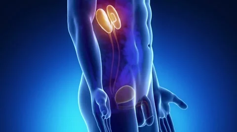 Male URINARY medical scan anatomy Stock Footage