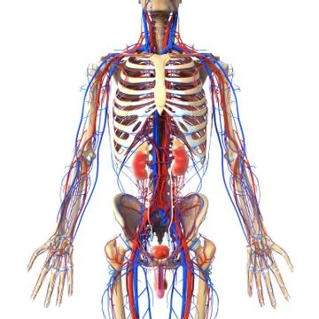 Male urinary system anatomy Stock Illustration