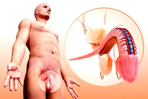 Male urinary system, artwork Stock Illustration