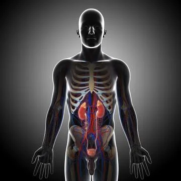Male Urinary System Stock Illustration