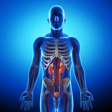 Male Urinary System Illustrazione stock