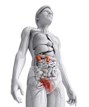 Male urinary system Stock Illustration