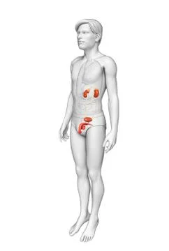 Male urinary system Stock Illustration