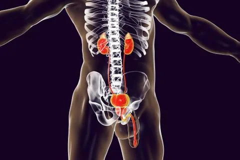 Male urinary system Stock-Illustration