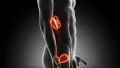 Male Urinary Tract anatomy in loop HD Footage