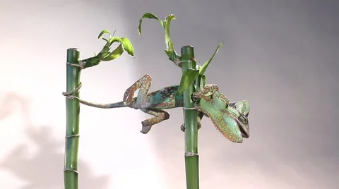 Male veiled chameleon climbs Stock Footage 46544823
