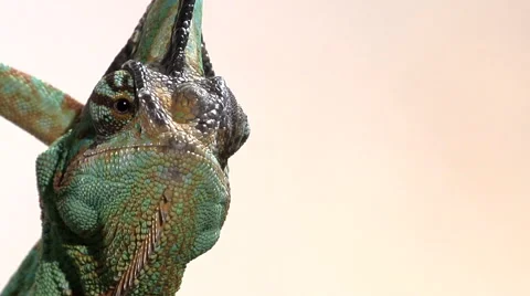 Male veiled chameleon glancing around Stock Footage 46544915