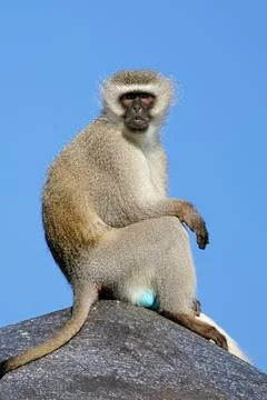 A male vervet monkey (Cercopithecus aethiops) on the lookout, South Africa. Stock Photos