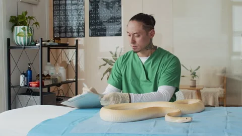 Male Vet Taking Notes in Form while Inspecting Health Condition of Snake Stock Footage 304537468