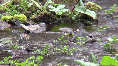 Male Wagtail foraging by the stream Stock Footage 332843538