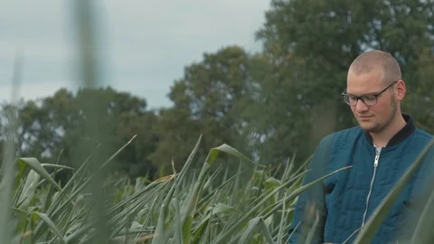 Male waking in cornfield Stock Footage 112399504
