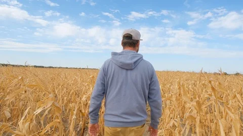 Male walk in the summer fields Stock Footage 116398243