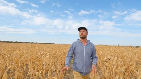 Male walk in the summer fields Stock Footage 116398293