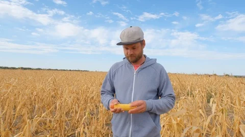 Male walk in the summer fields Stock Footage 116398376