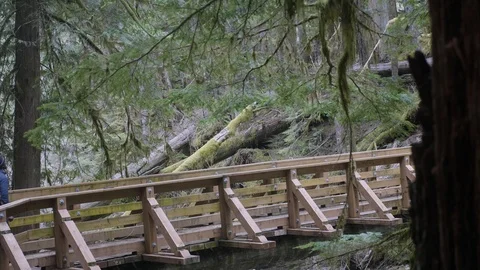 Male walking calmly alone across bridge trail through peaceful forest trees Stock Footage 127465595