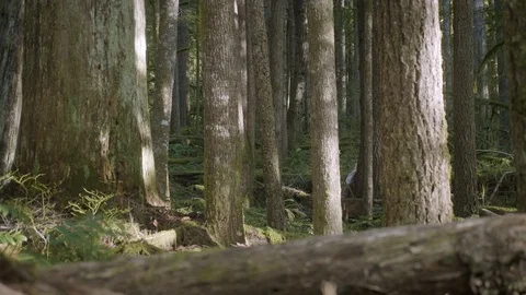 Male walking hiking through lush green tall trees in forest right to left Stock Footage 127465219