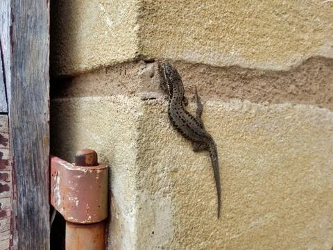 Male Wall Lizard. Stock Photos