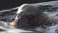 Male Walrus fascial expression closeup HD Footage
