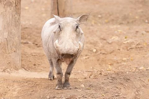 Male warthog gets a close up while in captivity Stock Photos