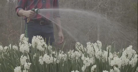 Male Watering Paperwhite Narcissus Flowers With Garden Hose Stock Footage