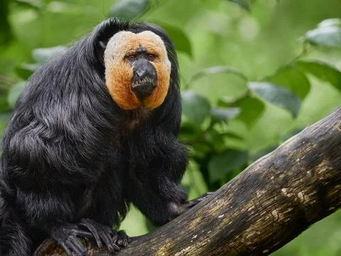 Male white faced saki monkey sitting on branch tropical rainforest primate .. Stock Photos