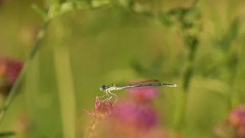 A male white-legged damselfly rests on a pink wildflower Video stock 343661401