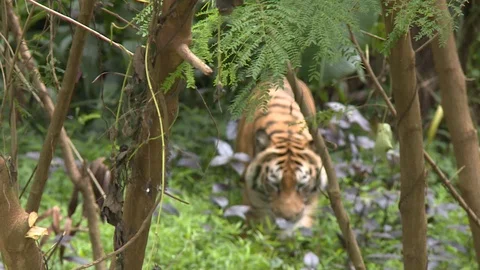 A male wild Bengal tiger slowly walking in the jungle with long grass,trees and Stock Footage