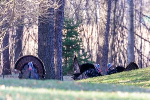 Male wild turkeys (Meleagris gallopavo) fanning on a Wisconsin spring day Stock Photos