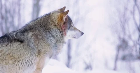 Male wolf in profile standing on a ledge Stock Footage 73657582