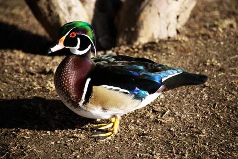 Male wood duck, aix sponsa, anatra sposa Stock Photos