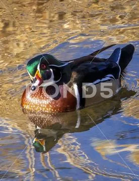 Male Wood duck (Aix sponsa) in water,Colorado, United States of America Stock Photos