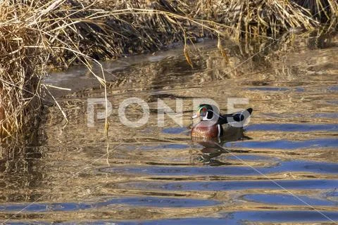 Male Wood duck (Aix sponsa) on water Stock Photos