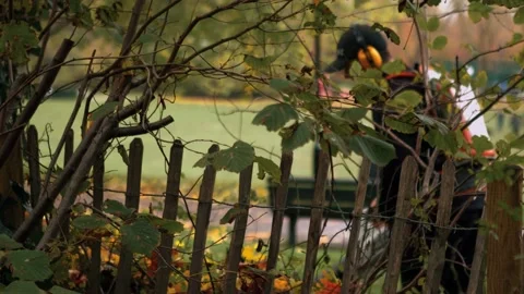 Male worker Leaf Blowing working in the park during autumn - 4K Stock Footage