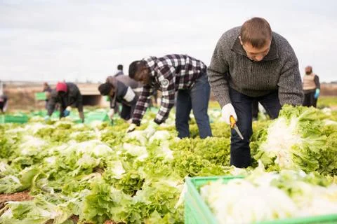 Male workers on the field stack lettuce in boxes Stock Photos