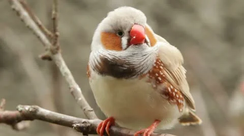 A male zebra finch sitting on a branch Stock Footage