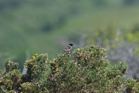 Malek Stonechat jumping Stock Photos
