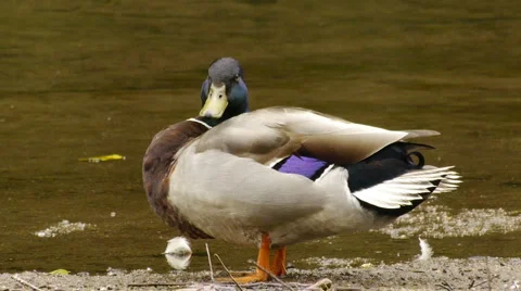 MaleMallardClose1 Video stock 6530692