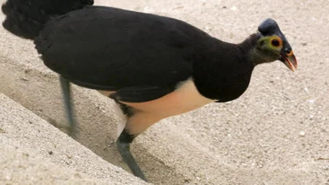 Maleo bird digging in sandy beach nesting ground, unique and rare species Stock Footage 260119183