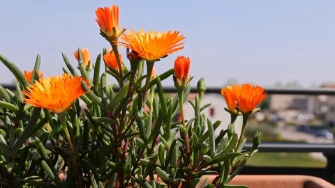 Malephora Crocea orange flower moving on the wind in sun near a balcony railing Stock Footage 129374398