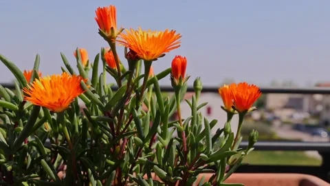 Malephora Crocea orange flower moving on the wind in full sun near a balcony Stock Footage 150197738