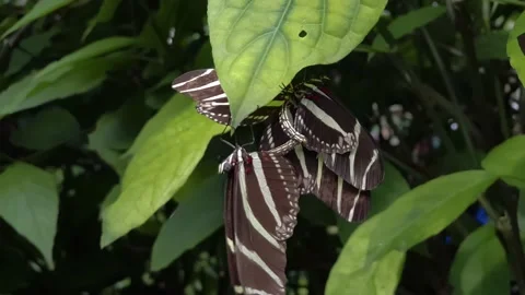 The males fight for the female butterfly Stock Footage