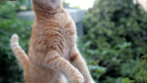 The male's hand strokes cute ginger cat Stock Footage 111506402