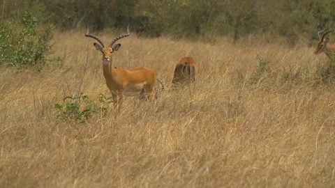 Males impala in dry grass Stock Footage 87527632