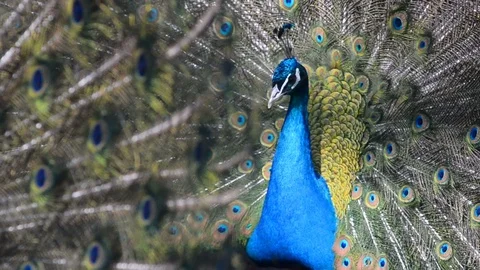 Males of peacock Stock Footage 89134114