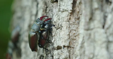 Males of the stag beetle (Lucanus cervus) fighting on a tree Stock Footage 150356973