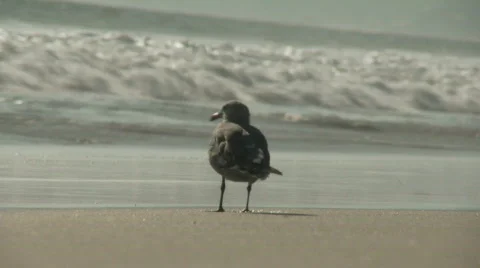 Malibu Beach Seagull Stock Footage 496480